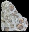 Ammonite Fossil Slab - Marston Magna Marble #63489-1